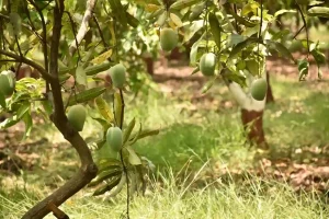 Nileshbhai Patel, a farmer of Masad village in Bardoli taluka, became financially prosperous by organic mango cultivation for the last 6 years.
