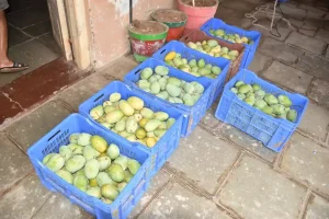 Nileshbhai Patel, a farmer of Masad village in Bardoli taluka, became financially prosperous by organic mango cultivation for the last 6 years.