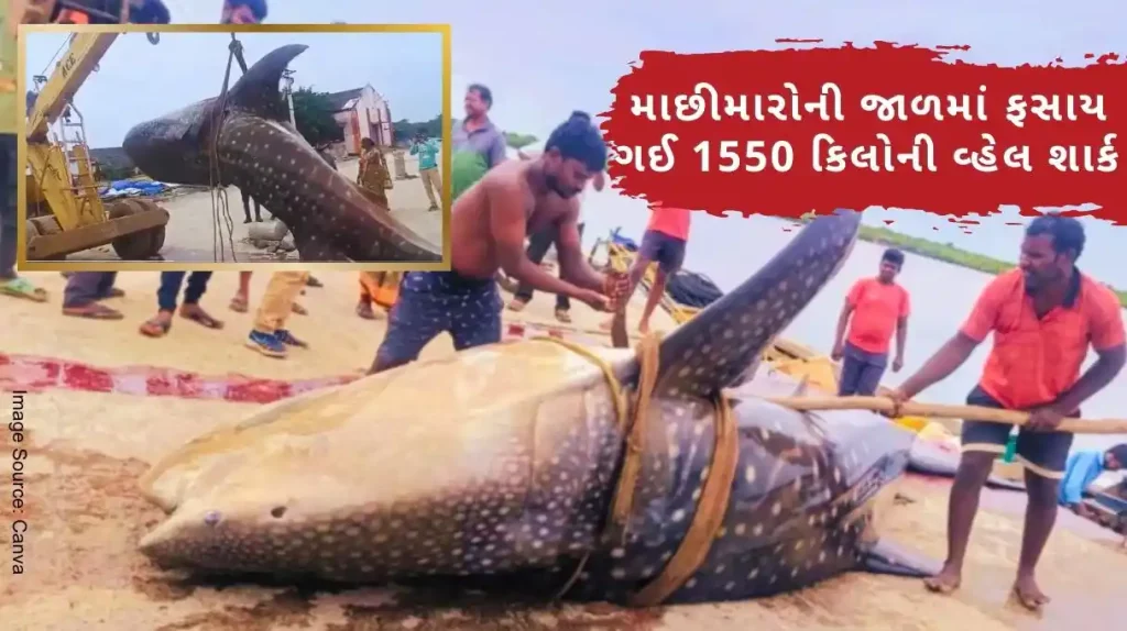 A 1550 kg whale shark caught in fishermen's nets was picked up by a crane from Machilipatnam in Andhra Pradesh and taken to the market..Watch video..