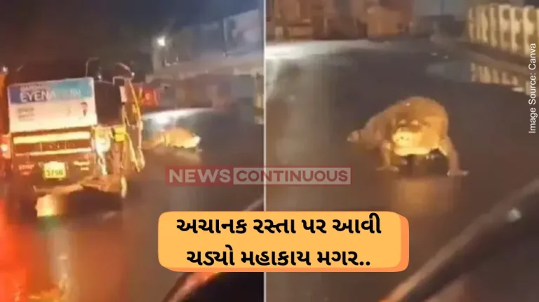 Chiplun Crocodile Massive Crocodile Ventures On City Road In Ratnagiris Chiplun Causing Panic Among Motorists