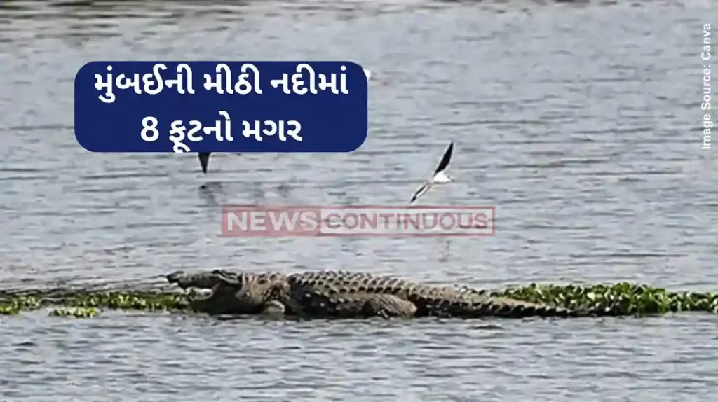 Crocodile in BKC Crocodile Spotted In Mithi River Near Bandra Kurla Complex
