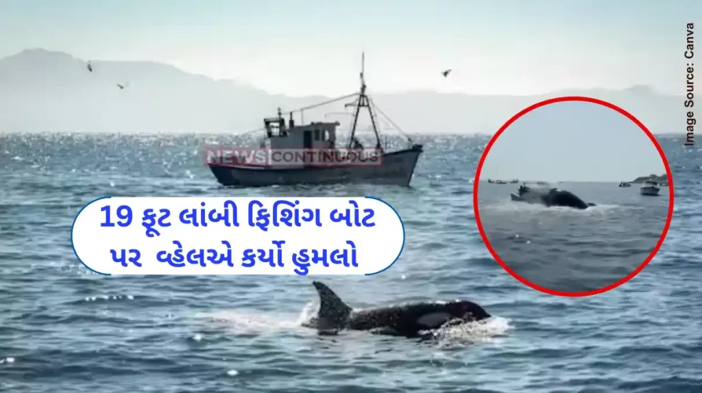 Humpback Whale Whale lands on fishing boat in US's New Hampshire, vessel capsizes