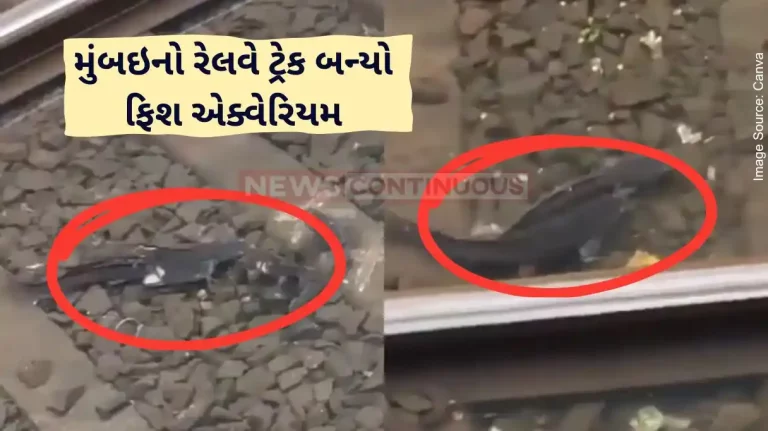 Railway Track Fish on the Tracks Marine Life Spotted at Mumbai Local Train Station Amidst Waterlogging Railway Track Fish on the Tracks Marine Life Spotted at Mumbai Local Train Station Amidst Waterlogging