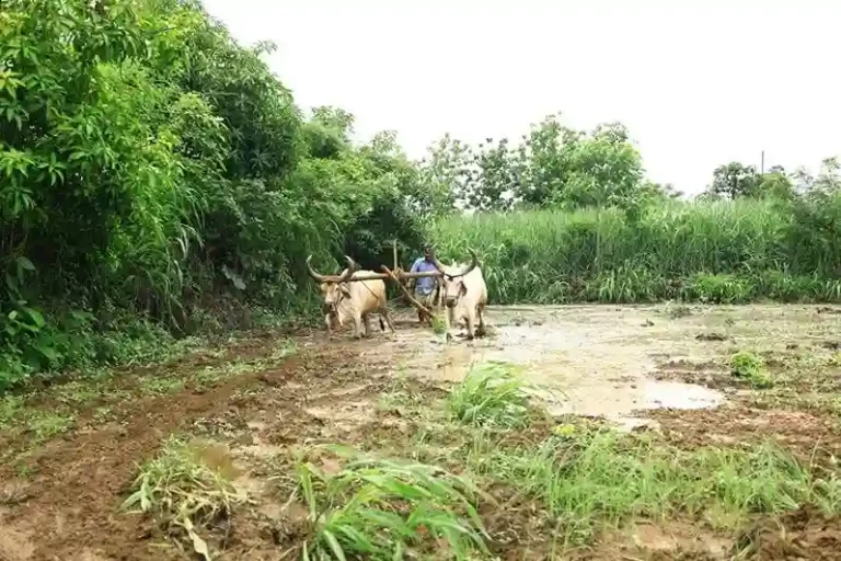 Sowing of kharif crops in 24,469 hectares in Surat district after Universal Meghmehr
