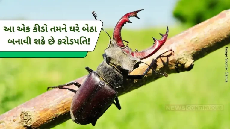 Stag Beetles Stag Beetle, World's Most Expensive worm, Costs As Much As A Luxury Car..Know Details.