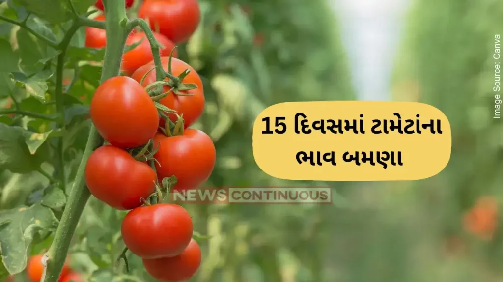 Tomato Price Increase Tomato prices in India skyrocket on tight supply