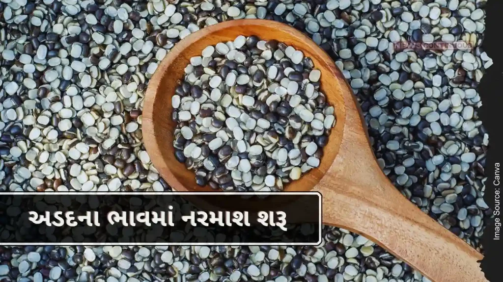 Urad prices start softening, rains increased sowing area under kharif Season