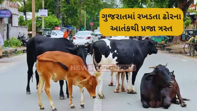 Amreli News Bike rider injured after a fatal crash with stray cattle, Rajula