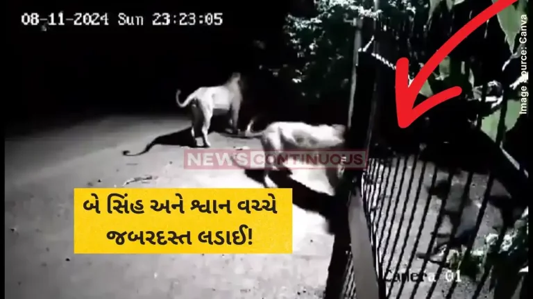 Fight video fight between lions and a dog at Thoradi in Saverkundla