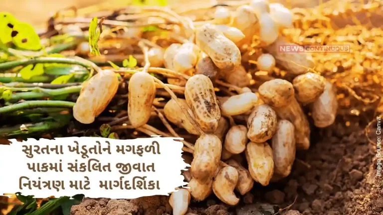 Guidelines for Integrated Pest Management in Groundnut Crop issued by District Agriculture Branch to farmers of Surat District