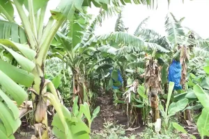 Rajendrabhai Prajapati, a farmer of Amandara village of Mangarol taluka, adopted natural farming and became prosperous.
