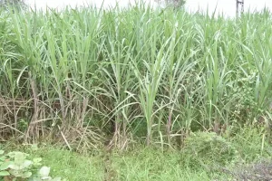 Rajendrabhai Prajapati, a farmer of Amandara village of Mangarol taluka, adopted natural farming and became prosperous.