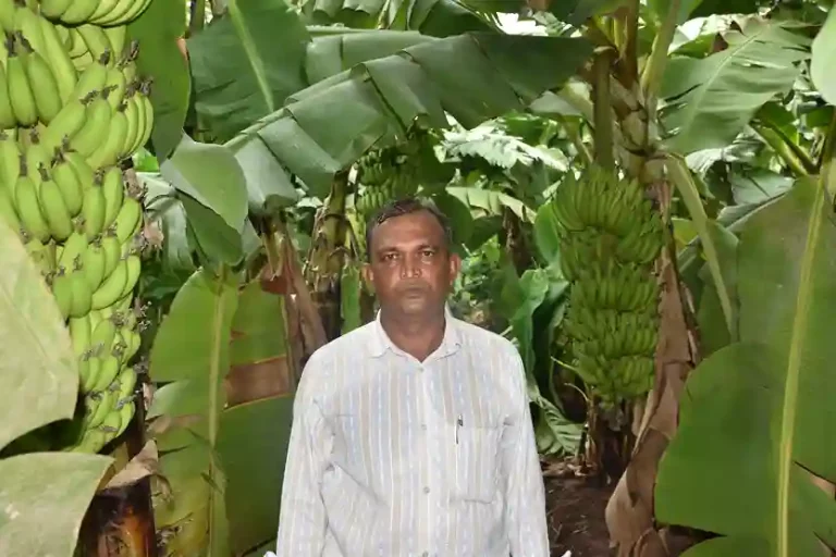 Rajendrabhai Prajapati, a farmer of Amandara village of Mangarol taluka, adopted natural farming and became prosperous.