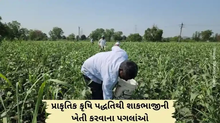 Steps to Cultivation of Vegetables by Natural Farming System Steps to Cultivation of Vegetables by Natural Farming System