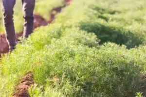 Steps to Cultivation of Vegetables by Natural Farming System