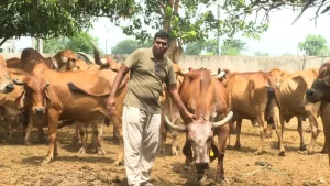 This farmer of Ambheti village of Palsana taluka has benefited from natural farming, reducing the cost of farming and saving a lot of money.
