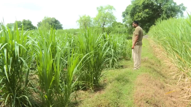 This farmer of Ambheti village of Palsana taluka has benefited from natural farming, reducing the cost of farming and saving a lot of money.
