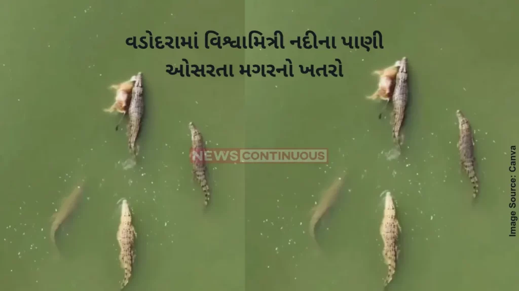 Vadodara 5 crocodiles were seen together in Vishwamitri river of Vadodara
