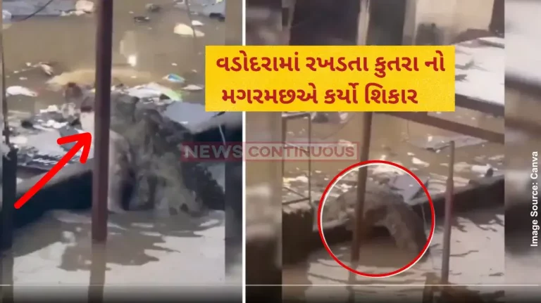 Vadodara crocodiles Crocodile, With Stray Dog Clutched Into Jaws, Roams Residental Area In Flood Waters In Vadodara