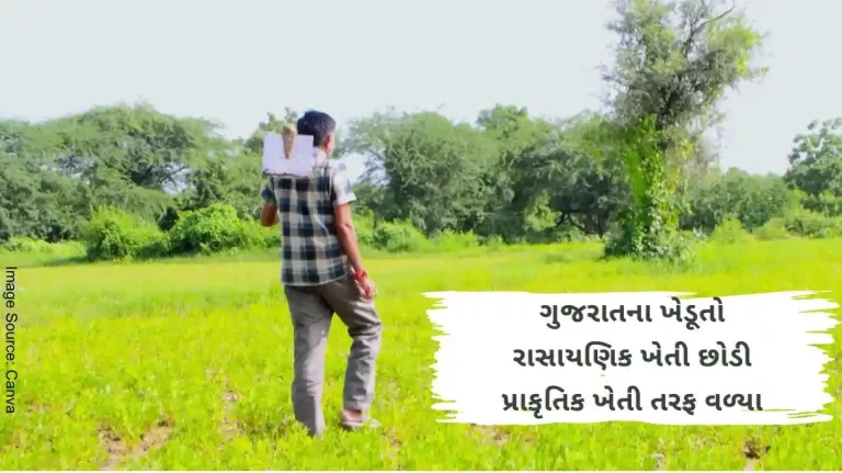 Farmers of Gujarat switched from chemical farming to natural farming, these farmers of Patan are making good money from natural farming.