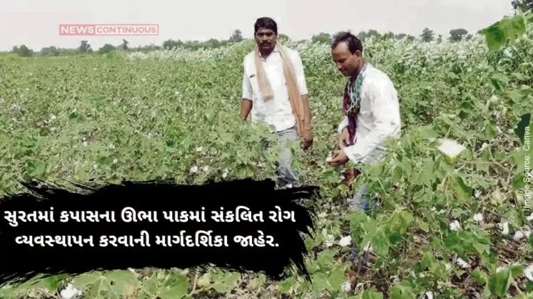 Guidelines for integrated disease management in this crop released by District Agriculture Branch for farmers of Surat.