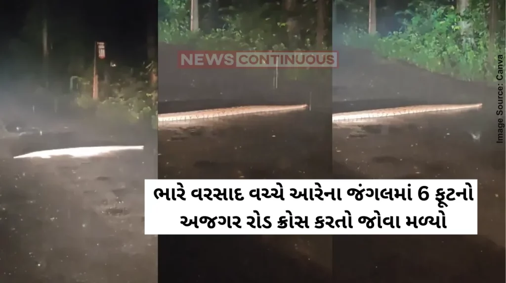 Mumbai Python Video A 6-foot Indian Rock Python was seen crossing a road in Aarey Forest on Tuesday night.