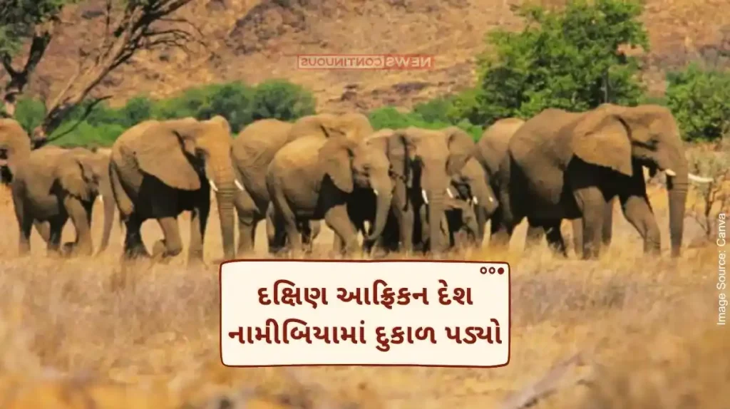 Namibia Drought Drought in South African country Namibia, orders to kill elephants, zebras to fill the stomach