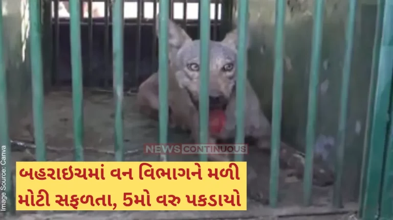 Operation Bhediya Fifth man-eater wolf caught in UP's Bahraich, one still on the loose