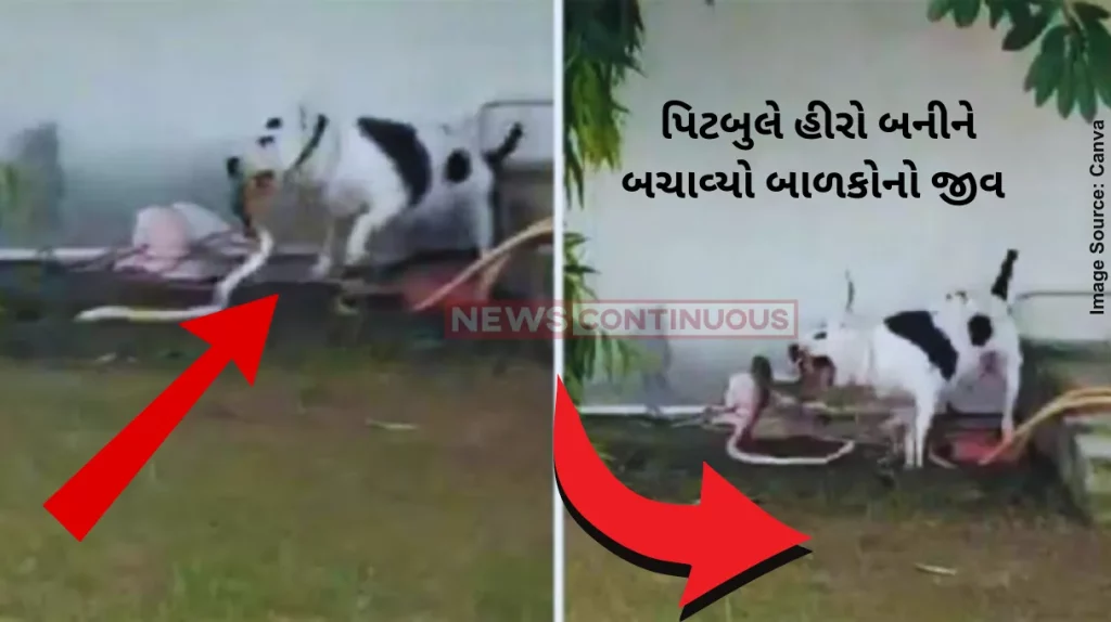 Pitbull Snake Fight Pit Bull Saves Children By Killing King Cobra That Entered House In UP