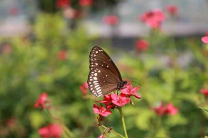 This beautiful butterfly garden at the Statue of Unity, rich in colorful butterflies, has become a tourist attraction, see photos