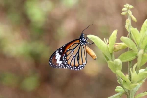 This beautiful butterfly garden at the Statue of Unity, rich in colorful butterflies, has become a tourist attraction, see photos