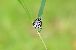 This beautiful butterfly garden at the Statue of Unity, rich in colorful butterflies, has become a tourist attraction, see photos