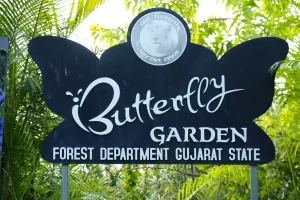 This beautiful butterfly garden at the Statue of Unity, rich in colorful butterflies, has become a tourist attraction, see photos