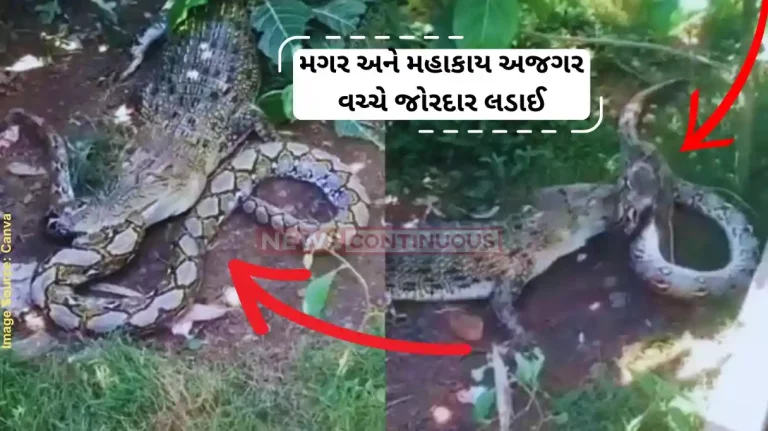 Wildlife Viral Video Python And Crocodile Lock Horns; Watch Till The End To Find The Winner Wildlife Viral Video Python And Crocodile Lock Horns; Watch Till The End To Find The Winner