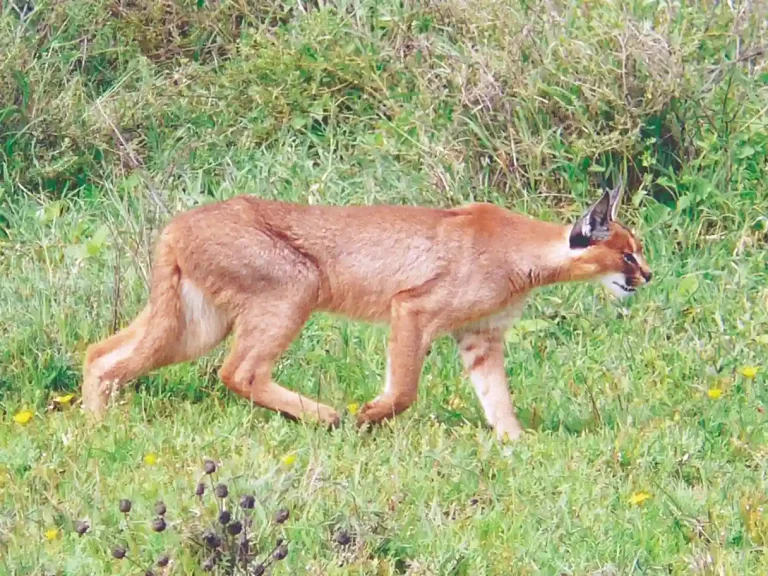 Caracal henotaro Breeding and Conservation Center will be constructed at Chadwa Rakhal in Kutch district at a cost of Rs 10 crore.