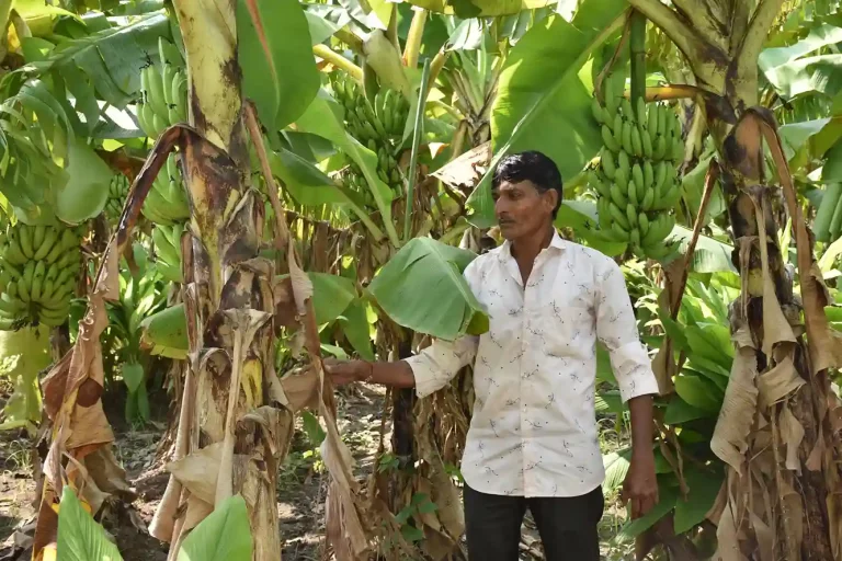 Farmers of Gujarat are doubling their income by using Five Tier Model in natural farming
