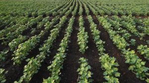 Organic Cotton Farming known as white gold, will have these benefits, yielding bumper production.