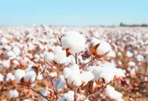 Organic Cotton Farming known as white gold, will have these benefits, yielding bumper production.