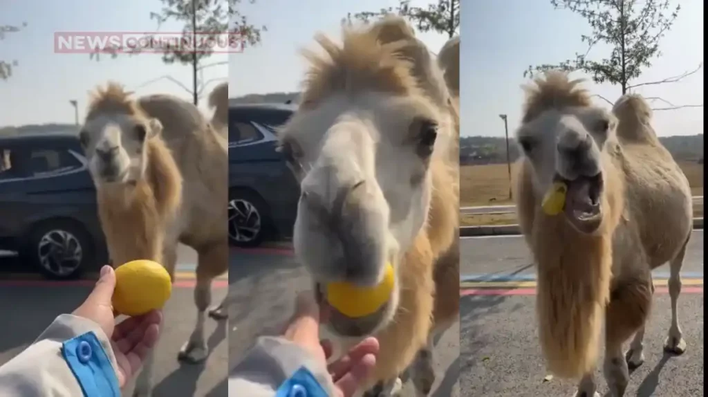 Camel viral video Camel Pranked By His Owner After Tasting Some Sour Lemon