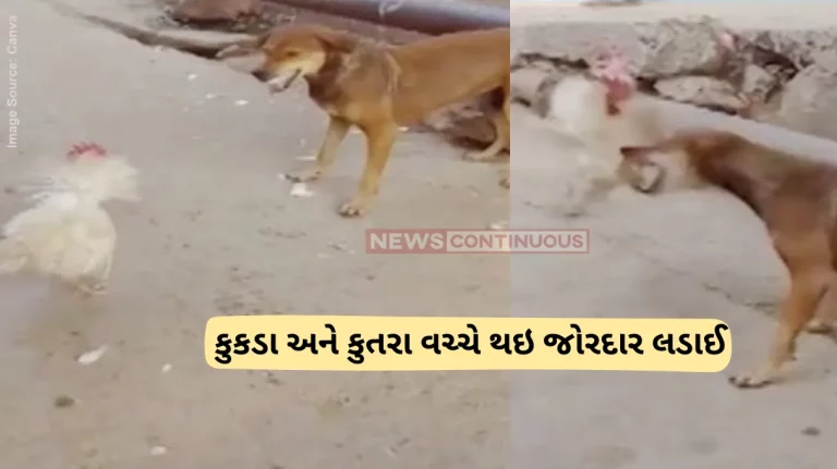 Cock Dog Fight Video Funny video of dog interfering in cock fight.