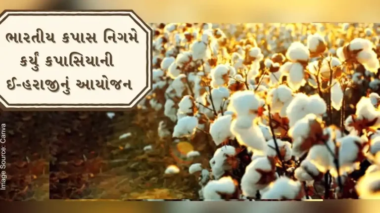 Cotton Corporation of India organizes e-auction of cotton, buyers can register in this way Cotton Corporation of India organizes e-auction of cotton, buyers can register in this way