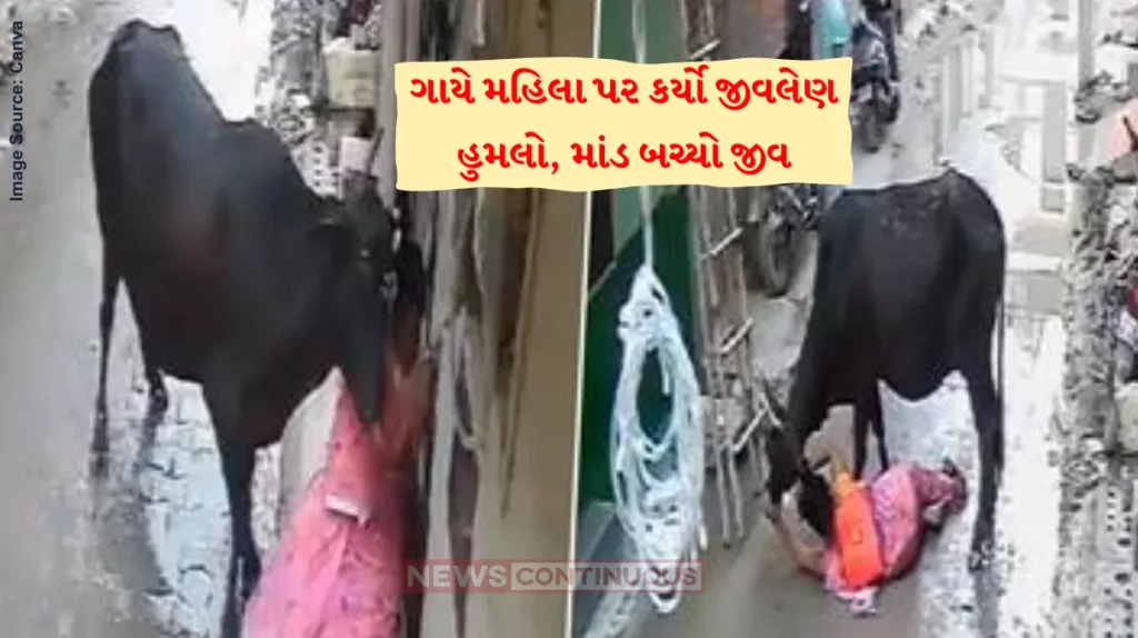 Cow attack video Stray Bull Attacks Elderly After Pushing Her To Ground, Brave Woman Fights Back; Watch VIDEO