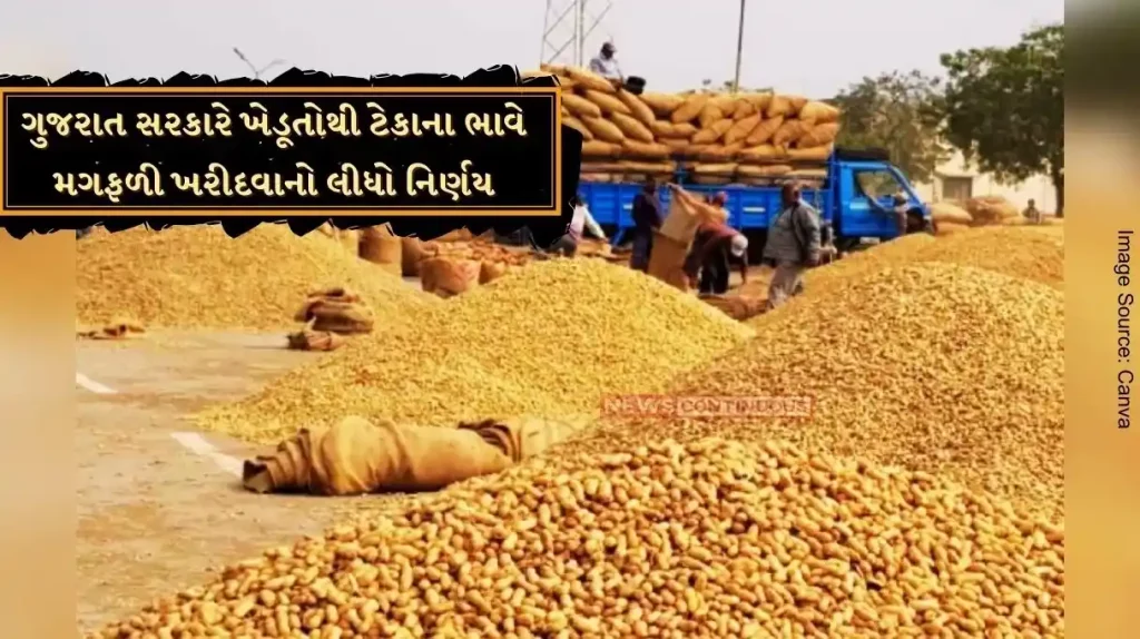 Gujarat govt decided to buy groundnuts from farmers at subsidized price, CM Bhupendra Patel to start purchase