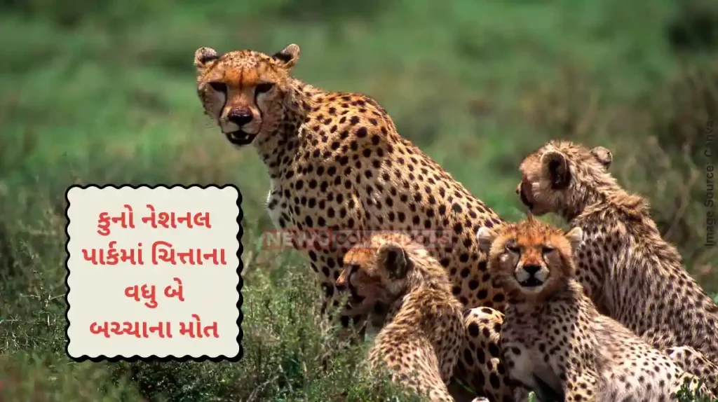 Kuno National Park Two cubs born just two days ago to cheetah Neerva found dead at Kuno National Park