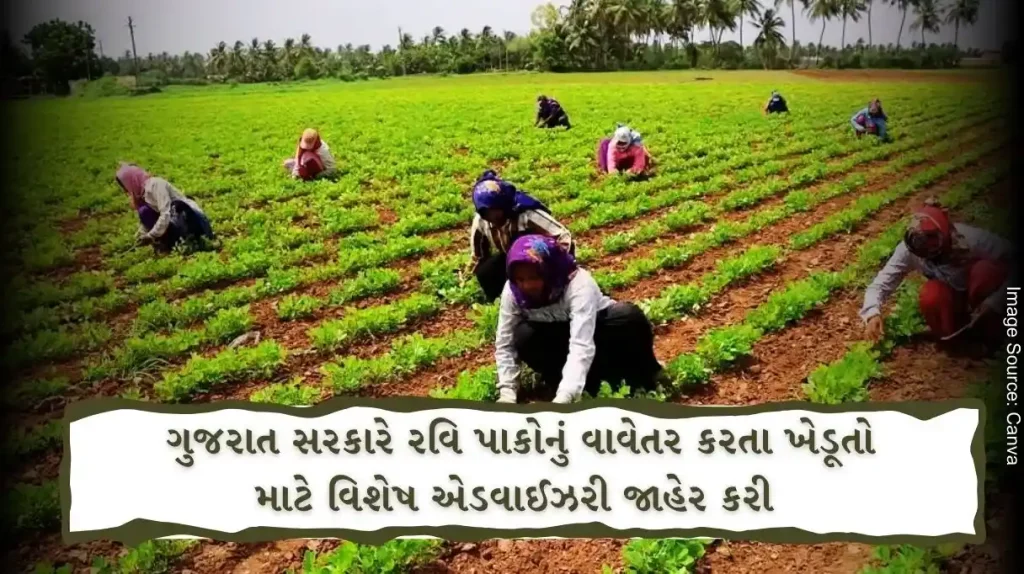 Taking note of the hot temperature, the Gujarat government has issued advisory for farmers planting rabi crops