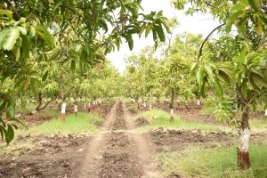 278 model farms were prepared in Surat district in two years to promote natural farming