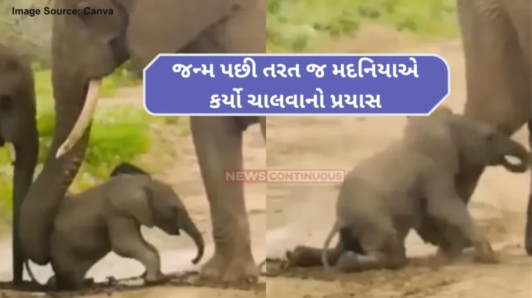 Baby Elephant Viral VideoBaby elephant learning to walk gets help from mama in this sweet clip. Baby Elephant Viral VideoBaby elephant learning to walk gets help from mama in this sweet clip.