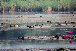 Gavier Lake of Surat, home to over two thousand exotic migratory birds after making a long journey
