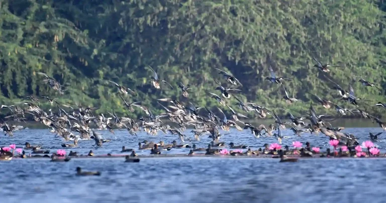 Gavier Lake of Surat, home to over two thousand exotic migratory birds after making a long journey