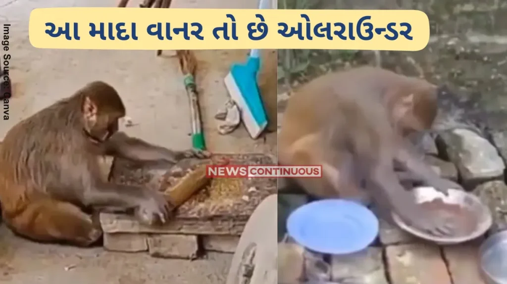Monkey Viral video monkey named rani does house work like humans video viral in Raebareli up